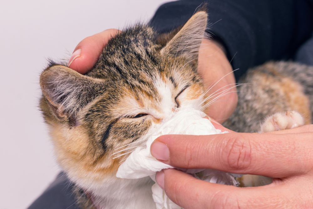 猫の鼻くその取り方を教えて！猫の鼻水や鼻くその原因や対処法を詳しく解説します！