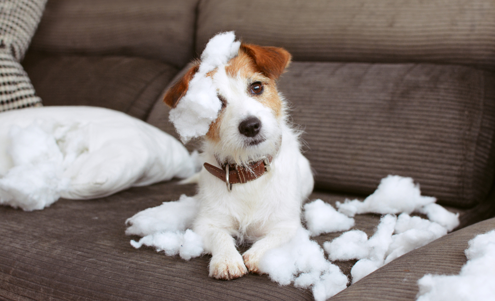 犬の困った噛み癖はどうすればいい！？家具や壁紙をボロボロにされない方法とは？