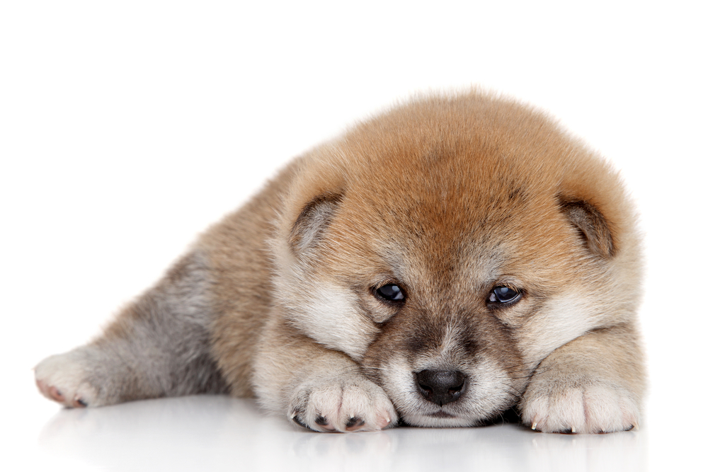 Japanese Shiba-inu puppy resting on a white background