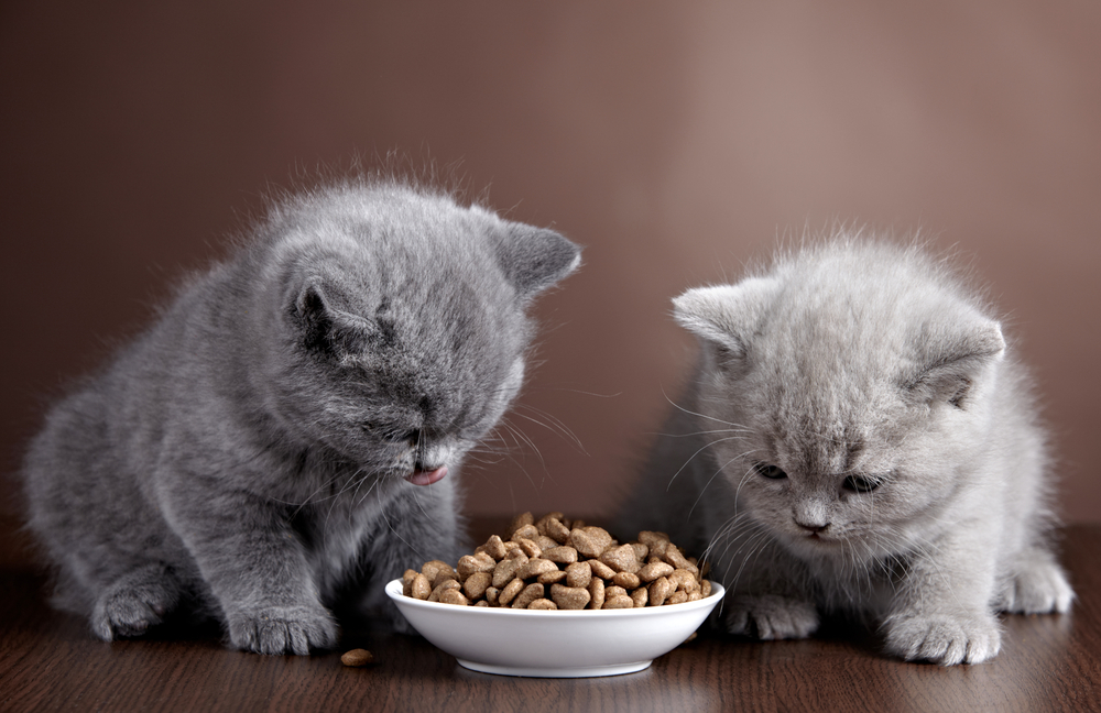 ご飯を見つめる猫たち