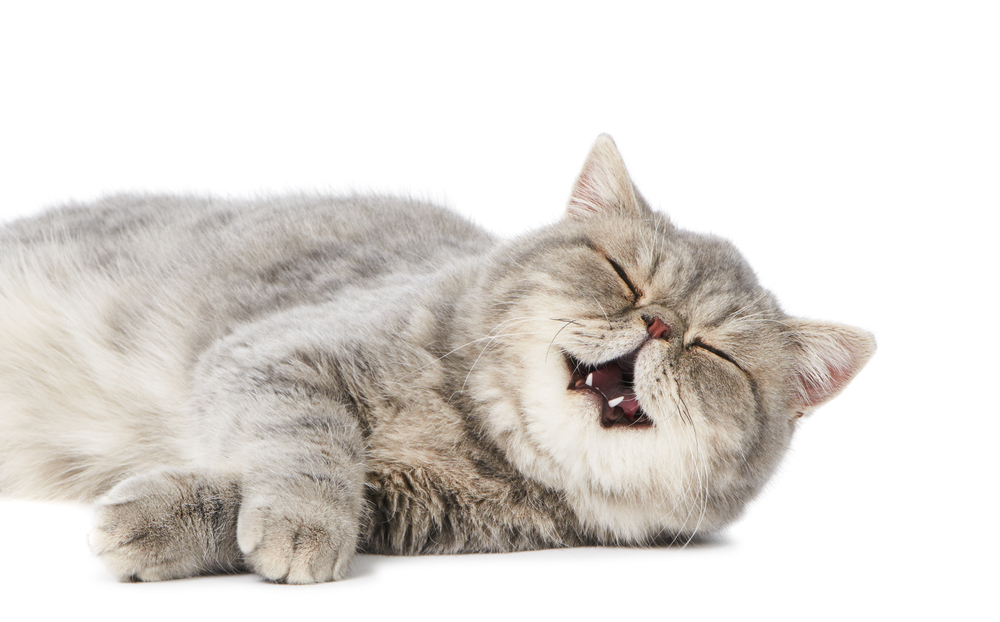 One yawning and purring british shorthair kitten cat isolated
