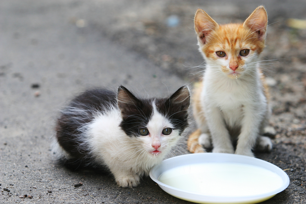 ミルクを飲む二匹の捨て猫