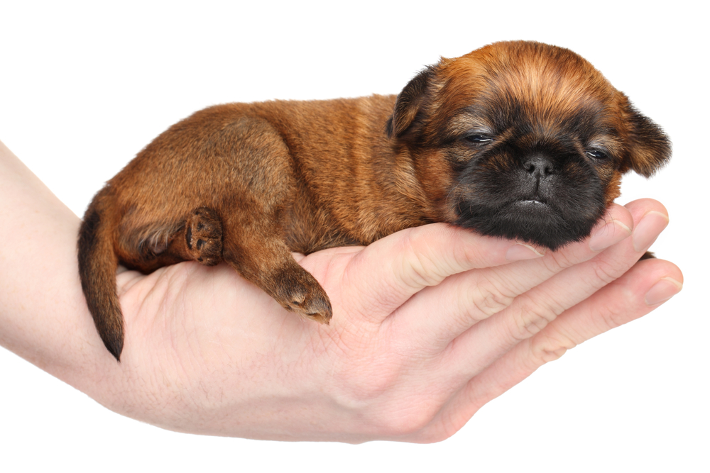 Griffon puppy lying in hand on a white background