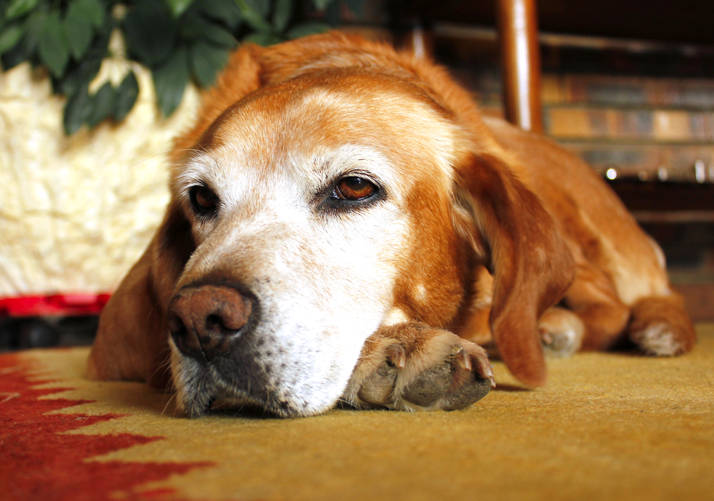 Old dog with sad expression in white face