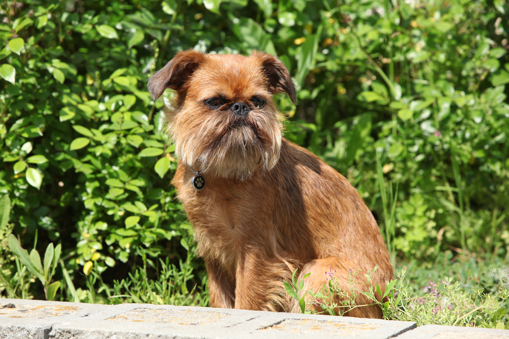 Young Brussels Griffon in front of green background