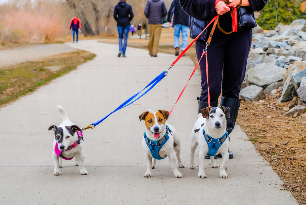 Partial view of senior woman taking three small dogs for a walk; dogs looking into camera