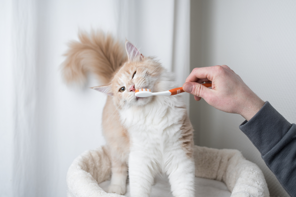 歯を磨かれる猫