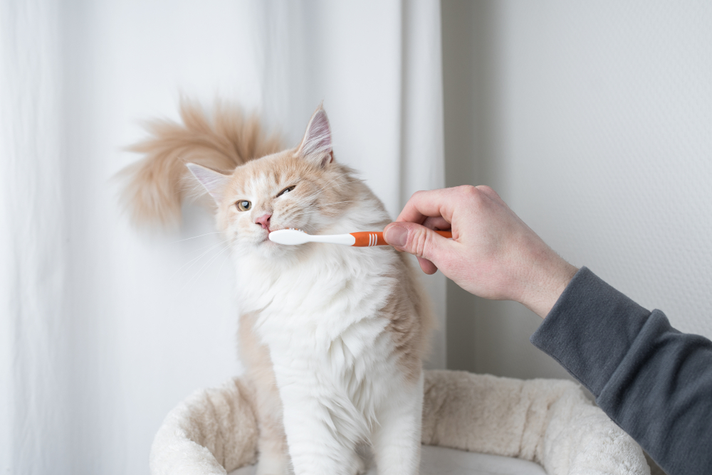 猫に歯磨きって必要？猫の歯磨きを成功させる方法！