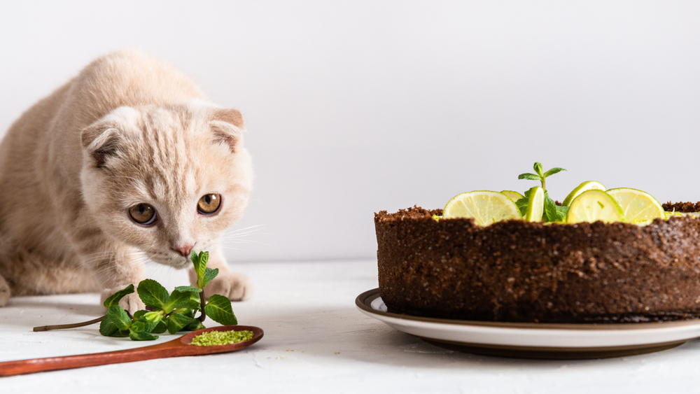 【獣医師監修】猫にスダチはNG！その理由や食べてしまった場合の対処法を解説！【最新版】