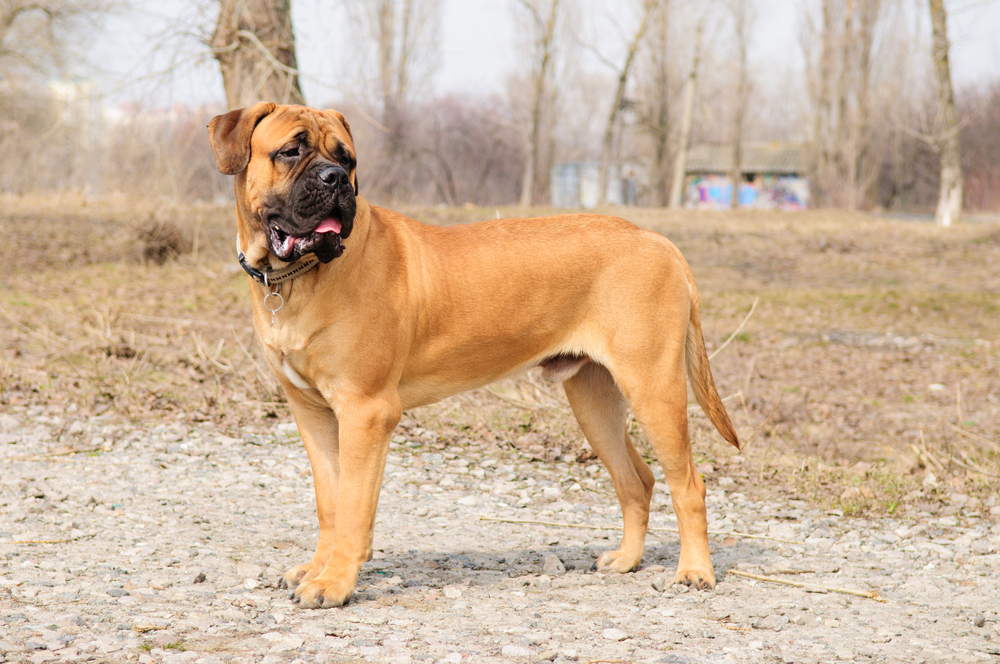 junior puppy bullmastiff stands outside in the park. dog  9 months age.