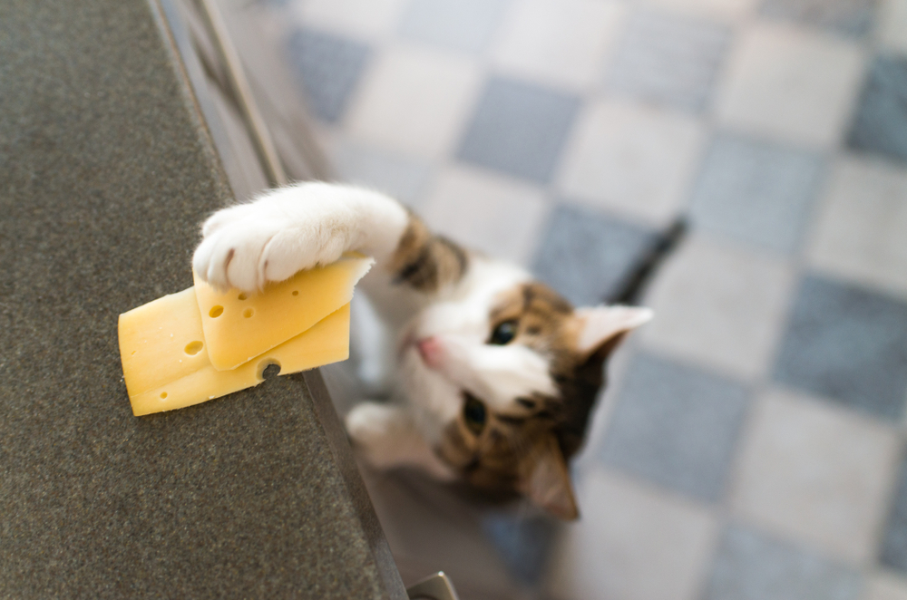 手を伸ばしてチーズを取ろうとしている猫