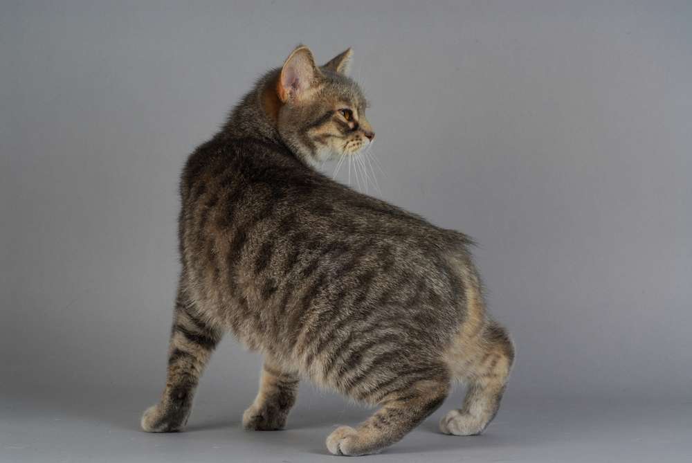 猫のしっぽが短い理由とは？しっぽが短い猫種とその特徴を紹介！