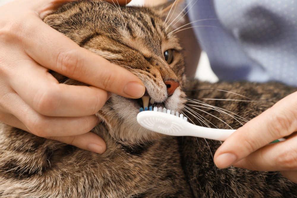猫に歯磨きをしてあげている飼い主