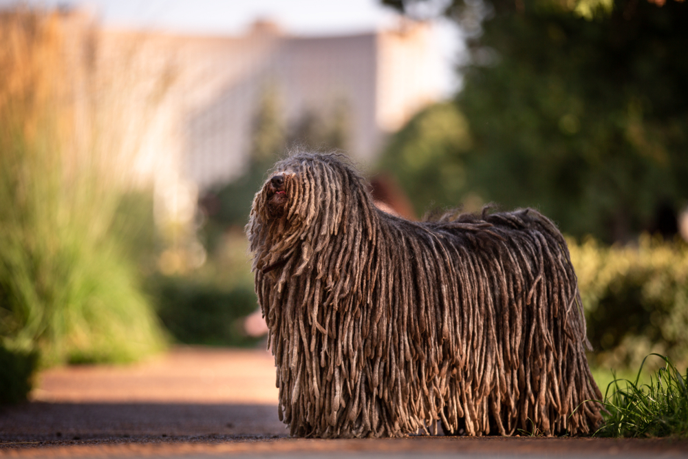Hungarian puli dog with dreadlock outdoor in summer