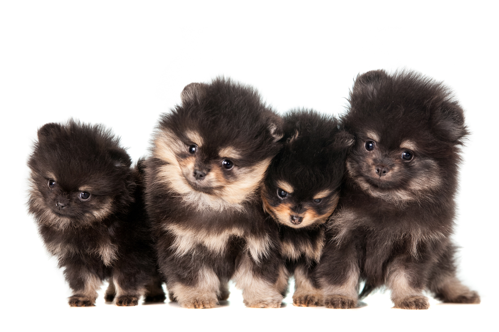 Funny Pomeranian Puppies (2 mounth) group on a white background