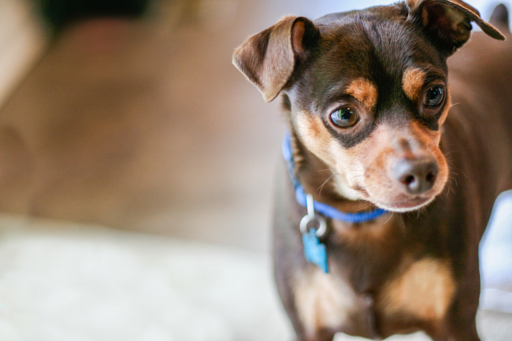 Small male miniature pinscher dog with brown and tan fur and blue collar with tag.