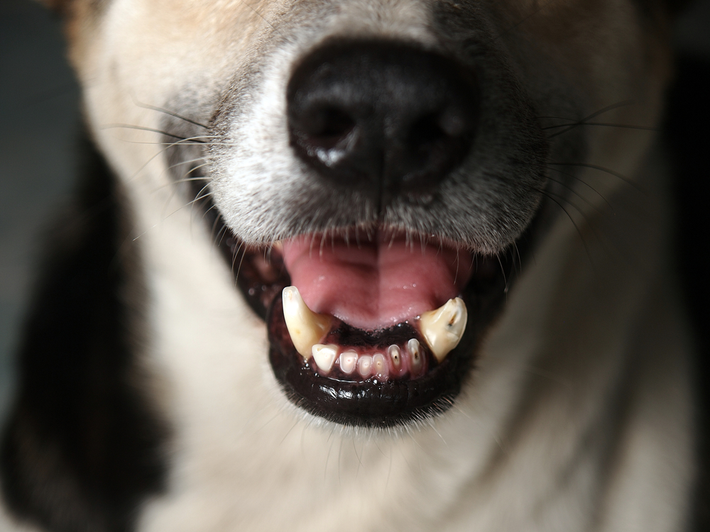 徹底解説！愛犬の口臭の原因と対策を調べてみました。