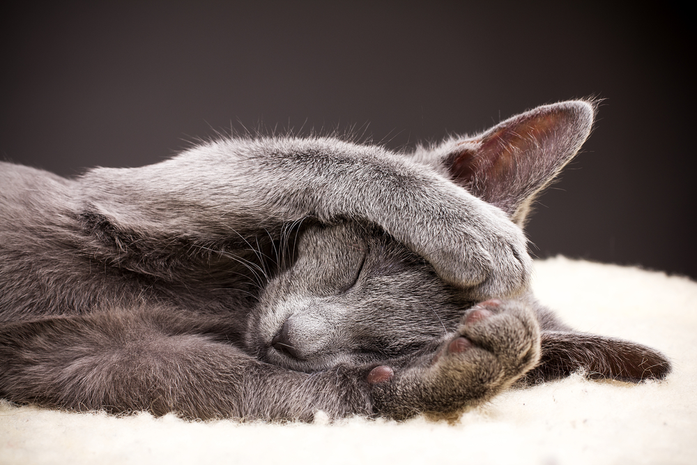 Kitten sleeping, russian blue cat.