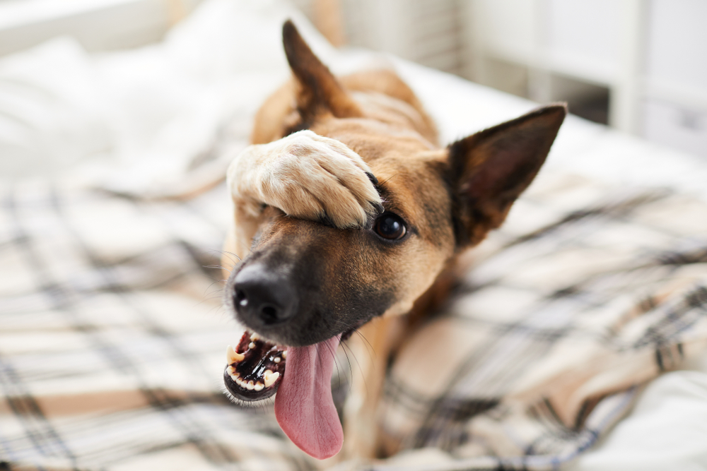犬が前足で顔を隠そうとするのはなぜ？痒みを感じている行動の時は要注意！