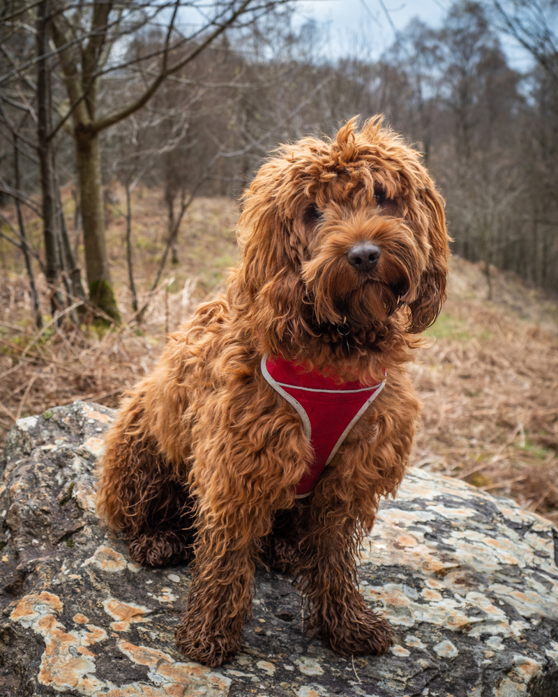 A young cockapoo sitting on a rock in the woods near Aberfoyle in the Trossachs National Park
