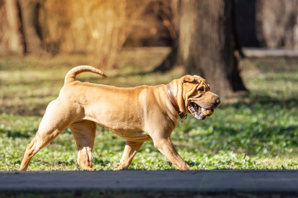 A beautiful, young red fawn Chinese Shar Pei dog standing on the road, distinctive for its deep wrinkles and considerd to be a very rare breed