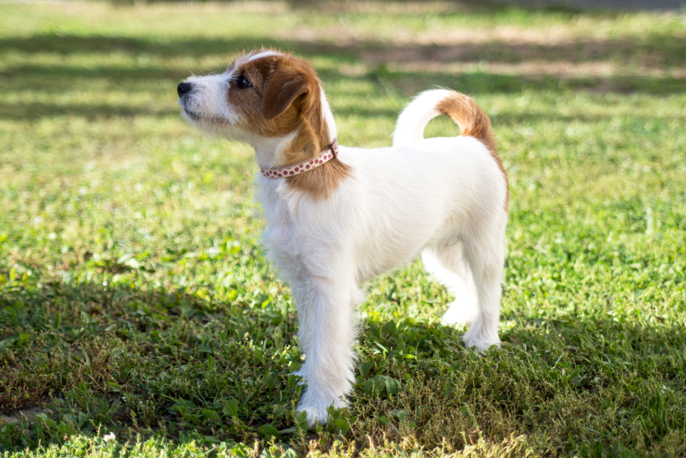 dog is posing - broken jack russell terrier