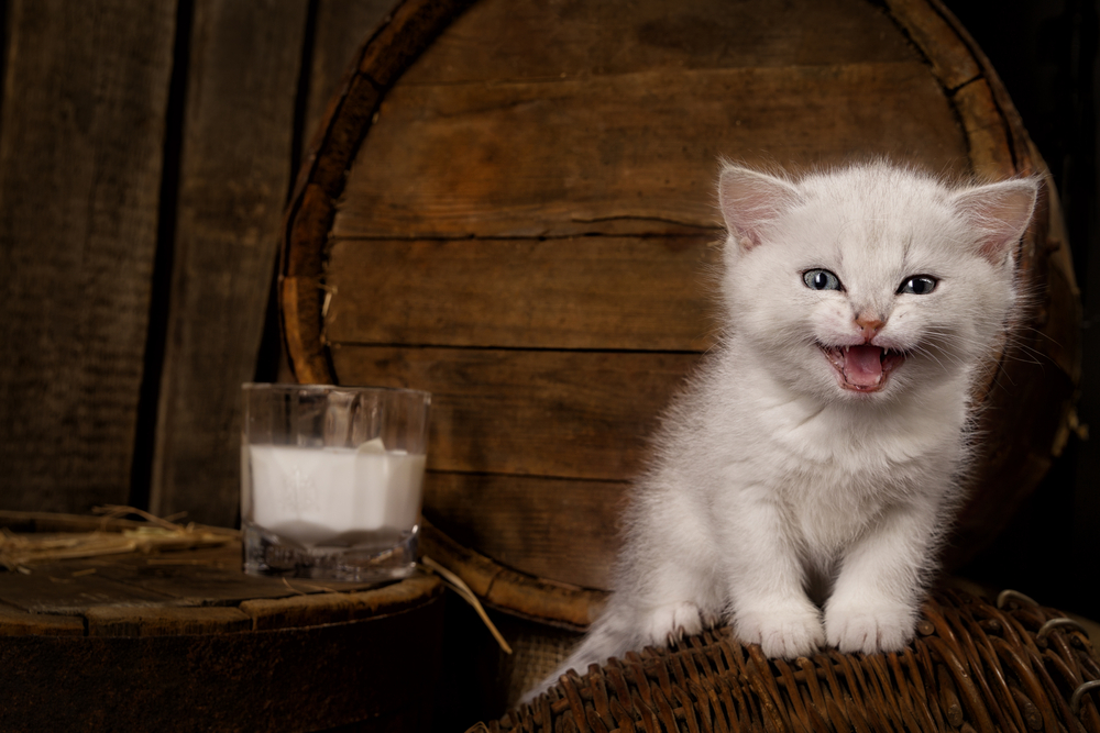 White hungry pussy cat with milk on wooden  background