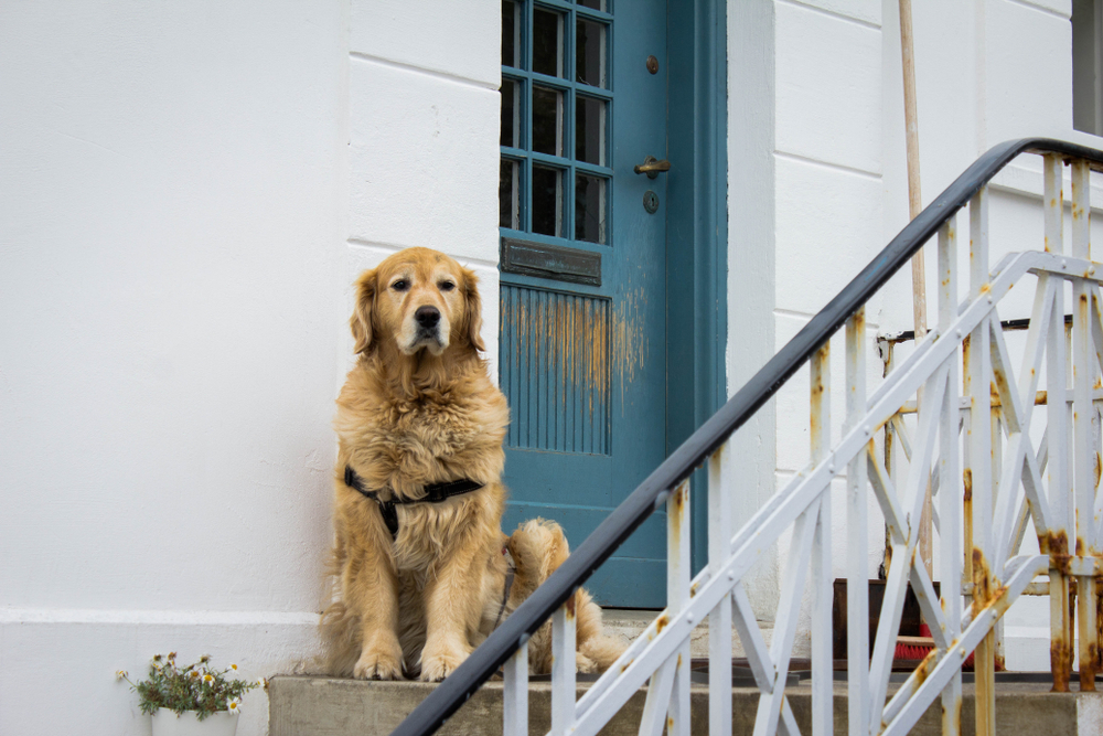 玄関の外で飼い主を待っている犬