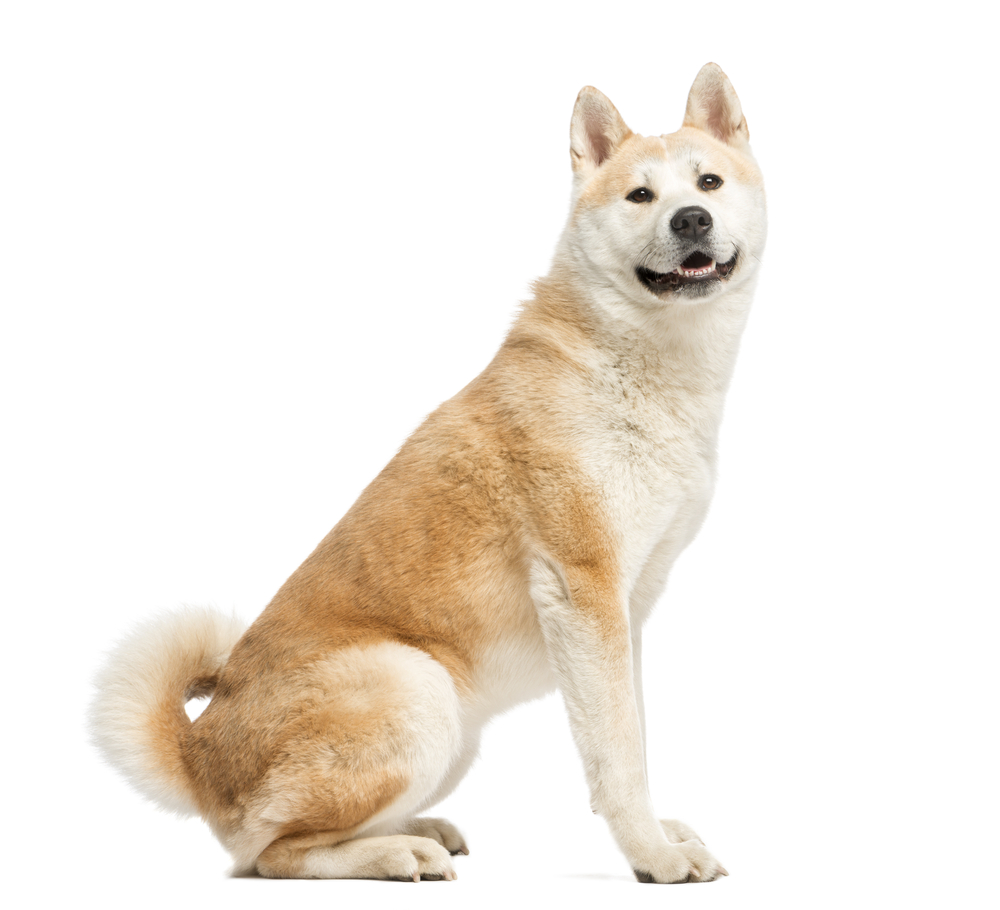 Akita Inu sitting and facing, 2 years old, isolated on white