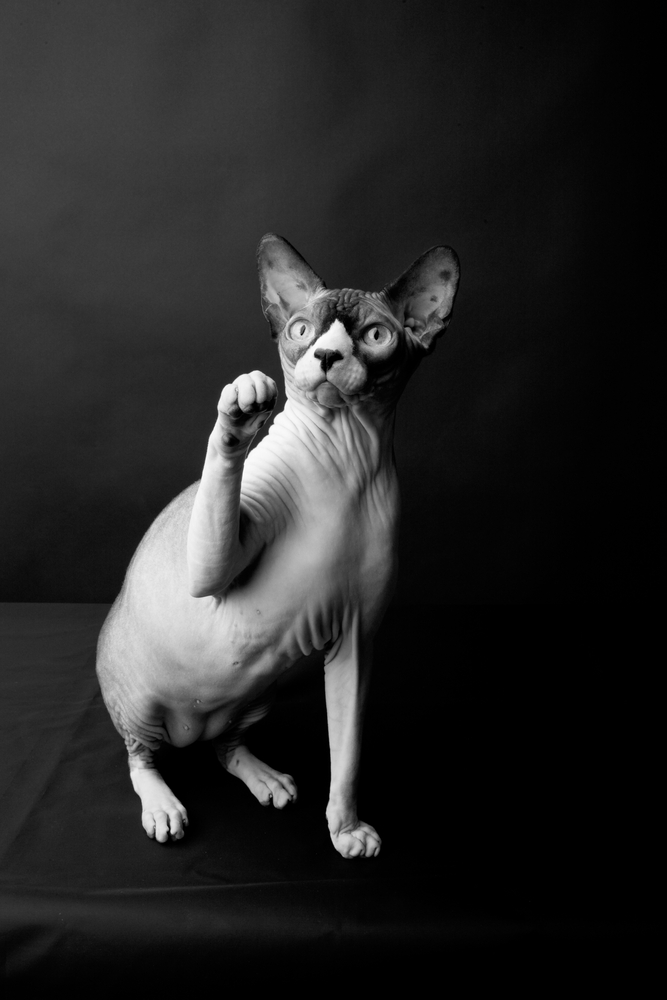 Lone breed Sphynx kitten on a dark background. Studio photo