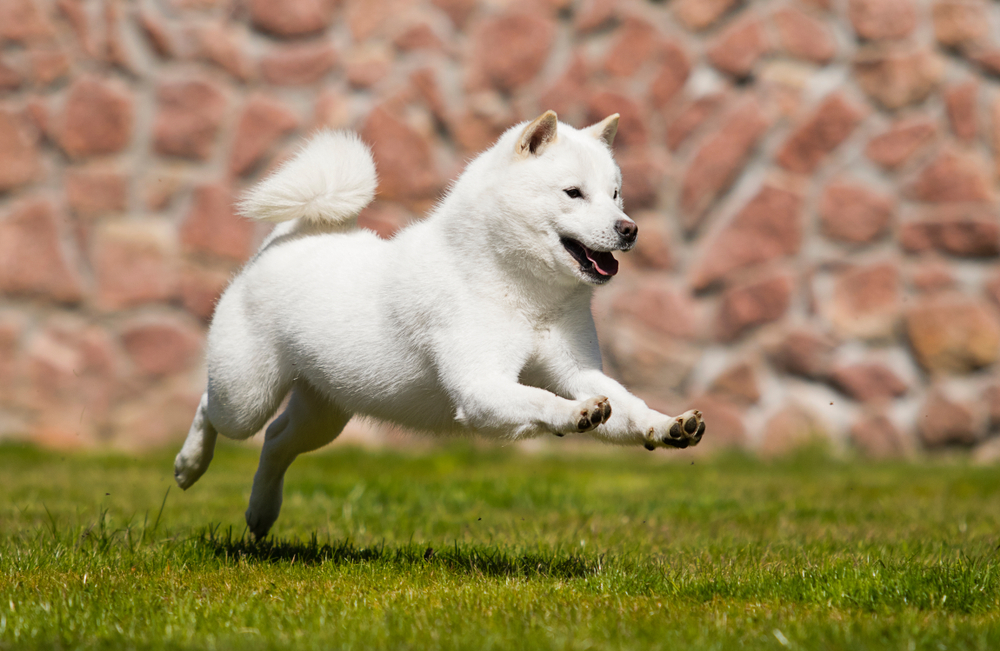  dog breed hokkaido quickly runs
