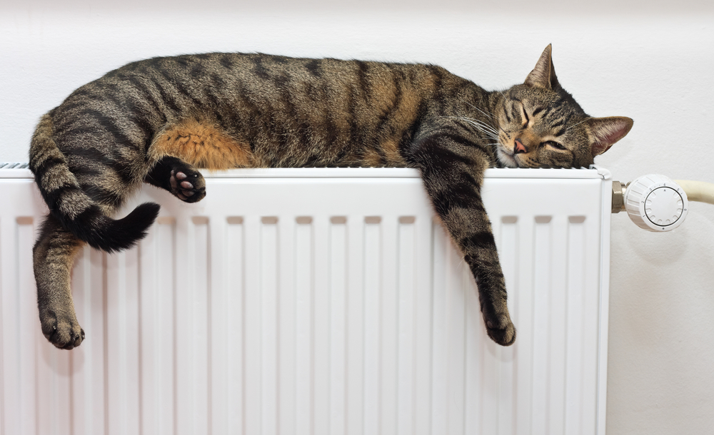 暖房の上であたたまる猫