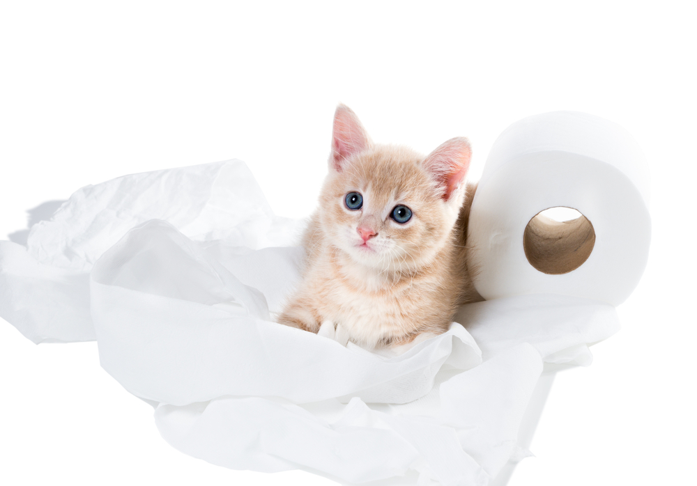 Kitten with innocent eyes and unwound toilet paper. I have nothing to do with!