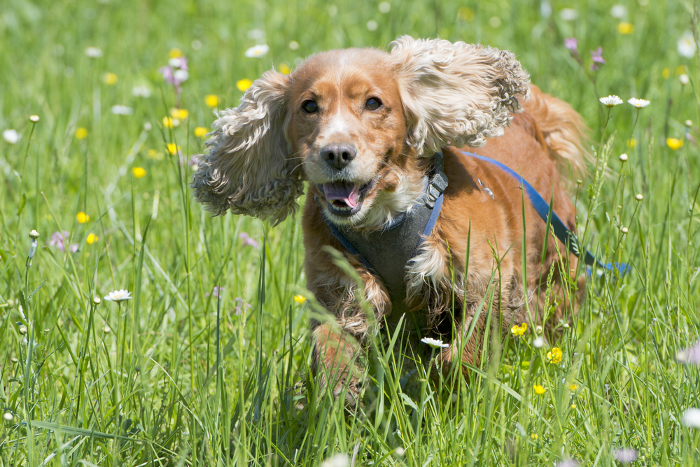 Isolated english cocker spaniel on the grass background