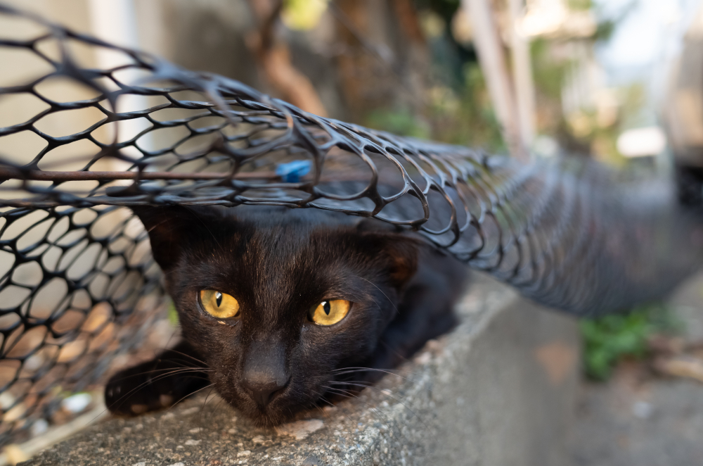 フェンスの間に隠れている黒猫