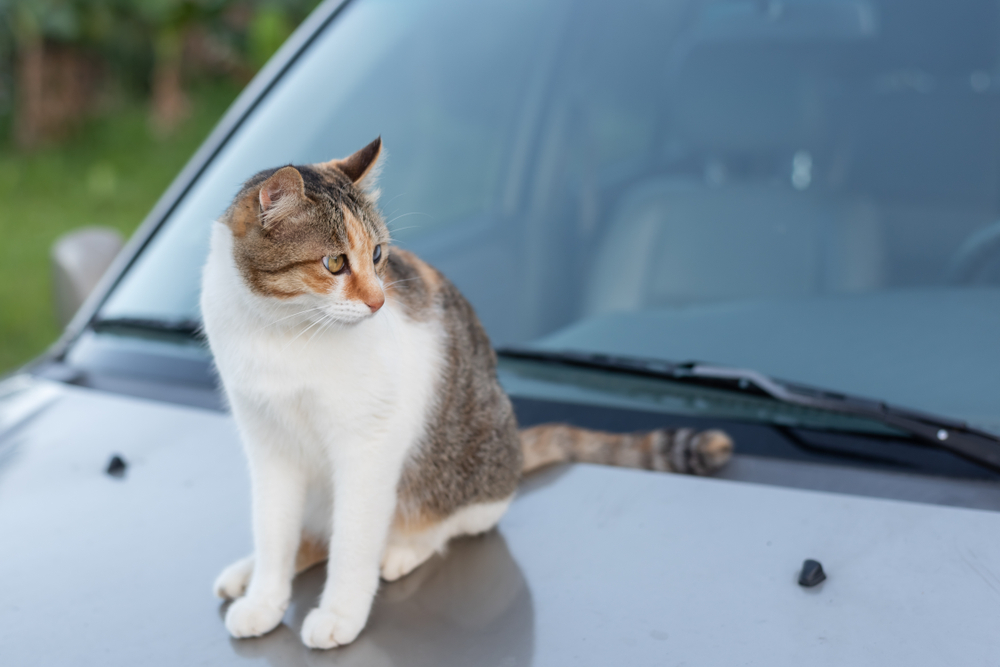 猫が車に傷をつけないための方法とは？すぐに実践できる方法を伝授！