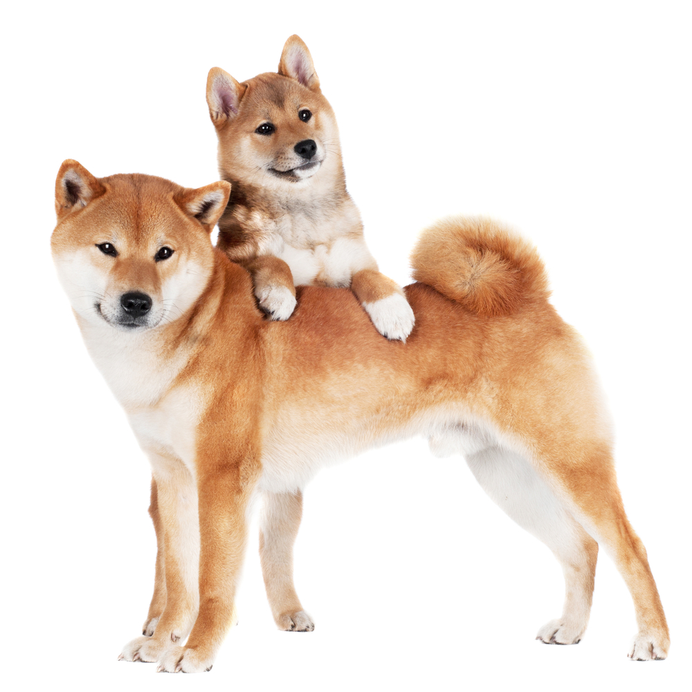 Shiba inu dog with a puppy
