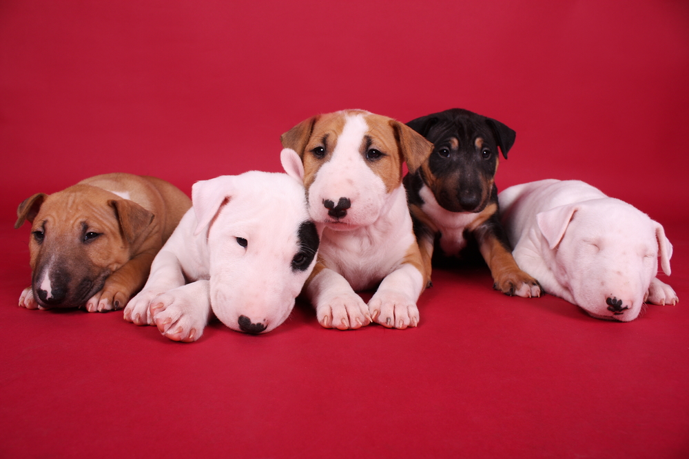 five  English bull terrier puppies lying on a red background  in a studio