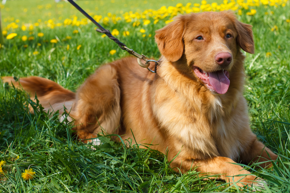 Smiling red gun dog breed Nova Scotia Duck Tolling Retriever (Toller)  lying on a green lawn blooming