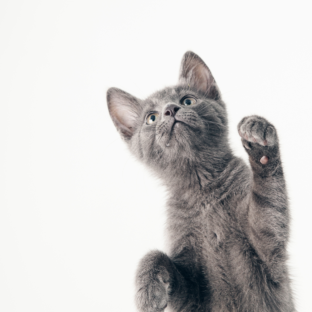 Playful Russian Blue kitten isolated on white.