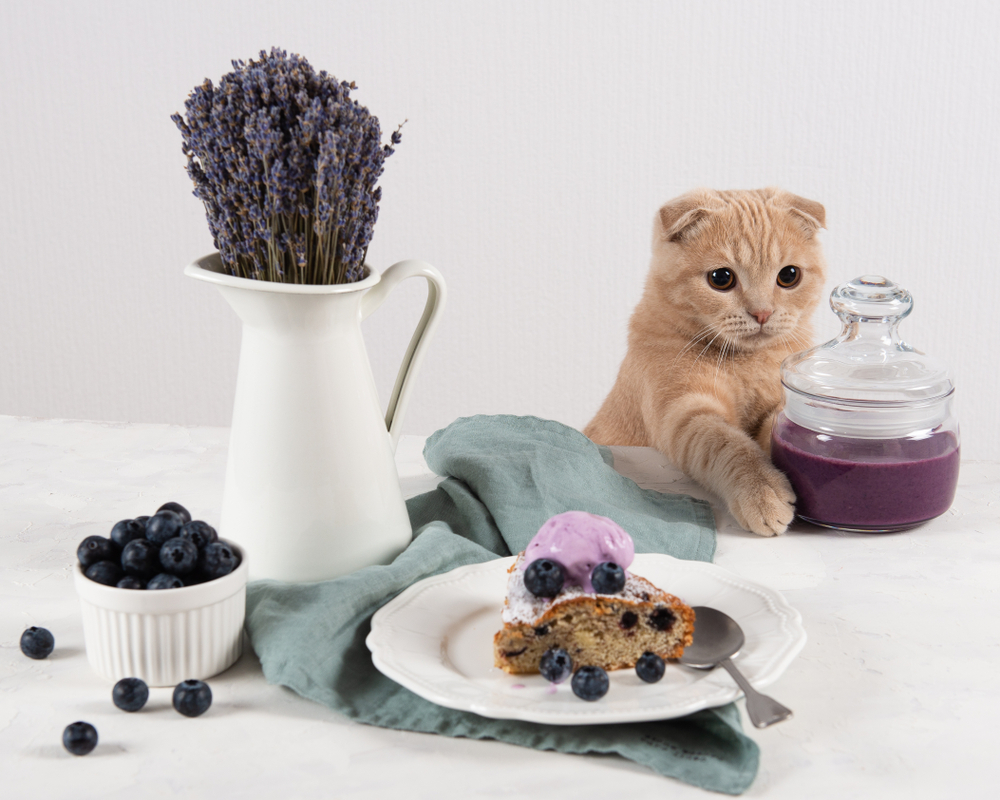 【獣医師監修】猫にブルーベリーはOK！食べてもいい量と与えるときの注意点！【2023年版】