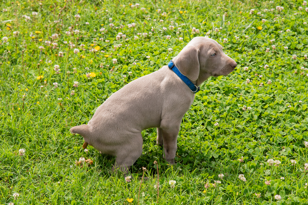 Young Weimaraner puppy pooping in grass