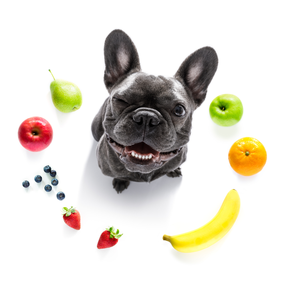 犬が食べても良い果物とダメな果物のまとめ、注意点や危険すべて取り上げます！