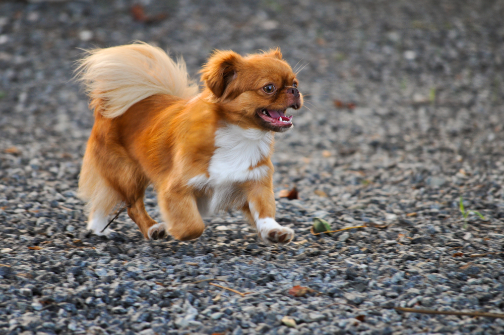 Golden Pekingese Puppy running on summer day