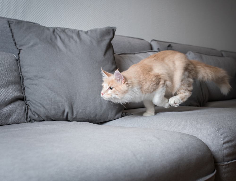ソファの上でダッシュする猫