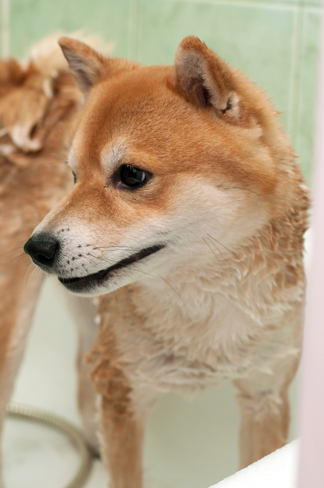 dog taking a shower with soap and water