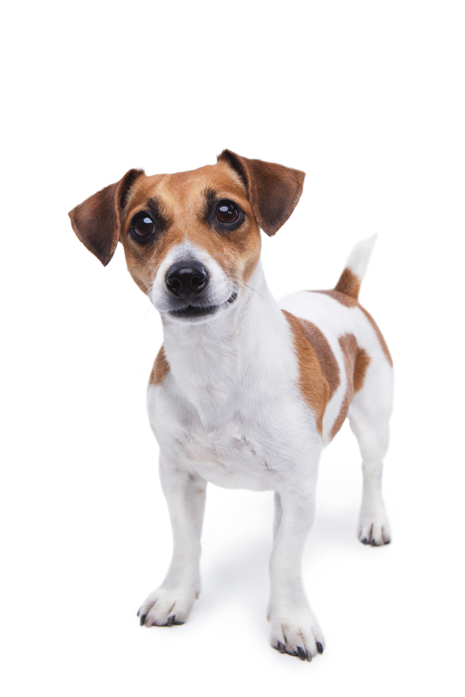 cute small dog Jack Russell terrier standing and attentively looking curiously at the camera