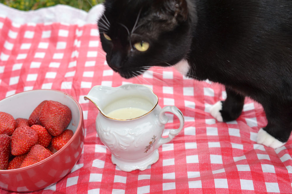 イチゴとミルクに興味を持つ猫