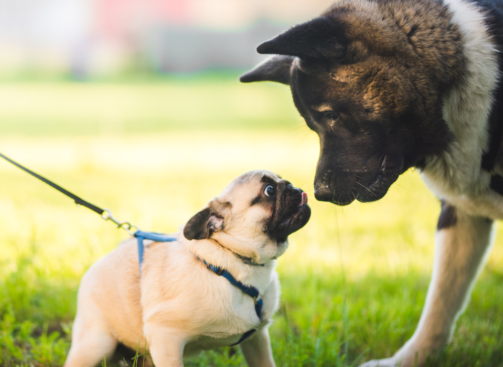 犬同士が見つめ合うのはなぜ？その心理とトラブルを起こさないための対処法を紹介！