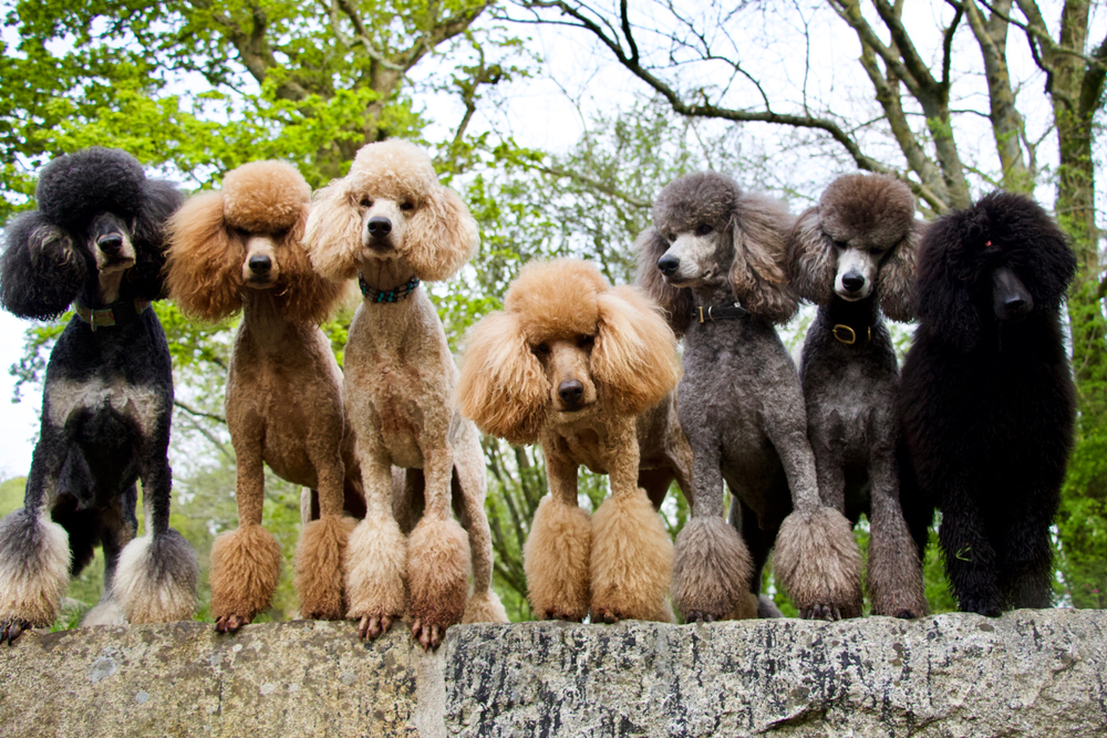 Group of red, apricot, silver and black standard poodles standing on a wall.